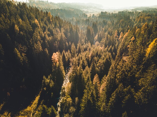 Bovenaanzicht vanuit de lucht van groene bomen in het bos in Slowakije Drone fotografie Regenwoudecosysteem en gezond milieuconcept