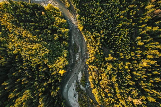 Bovenaanzicht vanuit de lucht van groene herfstbomen in het bos in Slowakije Dronefotografie Regenwoudecosysteem en gezond milieuconcept Bergrivier xDxA