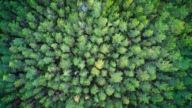 Bovenaanzicht vanuit de lucht van herfstbomen in wild park in september webbanner vliegen drone