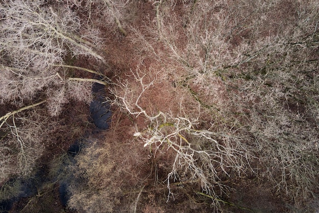 Bovenaanzicht vanuit de lucht van herfstbomen met takken zonder bladeren abstracte aardachtergrond