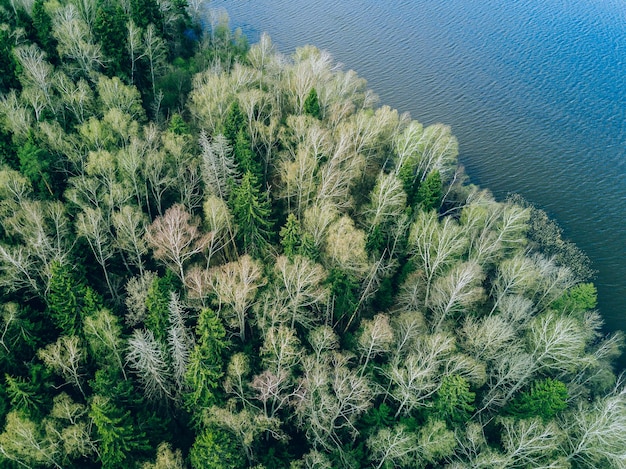 Bovenaanzicht vanuit de lucht van lentegroene bomen en blauw meer Dronefotografie