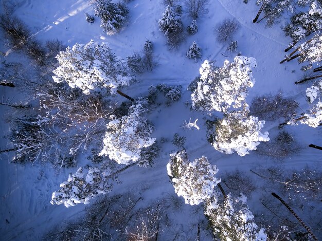 Bovenaanzicht vanuit de lucht van winterbomen in de sneeuw Vogelperspectief