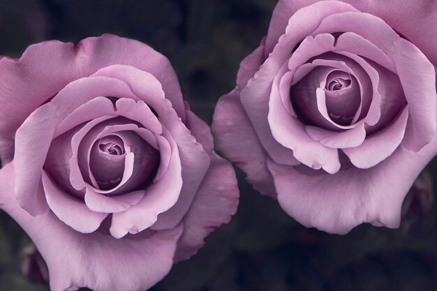 Bovenaanzicht zwart-wit shot van twee rozen op zwarte achtergrond