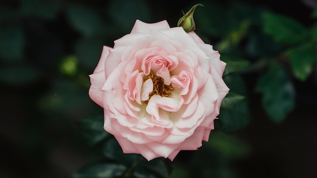 Bovenbeeld en geïsoleerd beeld van een prachtige roze roosbloem