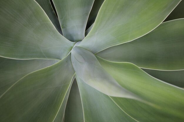 Foto bovenbeeld van de bladeren van een succulente plant