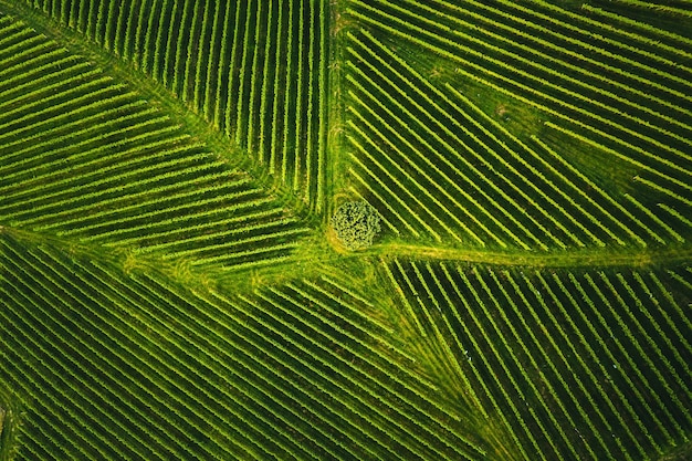 Bovenbeeld van een wijngaard in de zomer Een drone-opname in Styrië, Oostenrijk