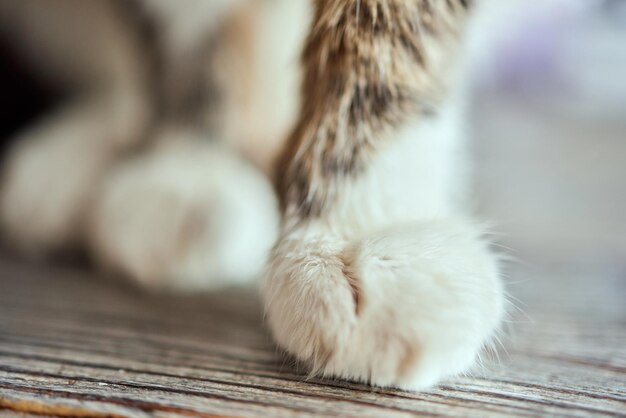 Bovenbeeld van kattenpoten Houten achtergrond