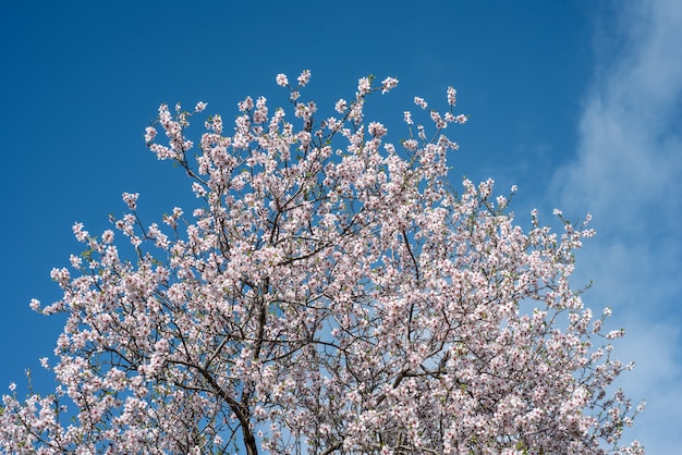 Bovenkant van de amandelboom met witte bloesems tegen blauwe hemel