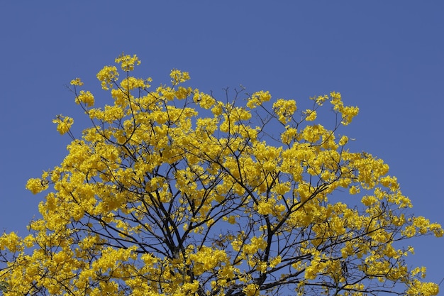 Foto bovenkant van de kroon van een gouden trompetboom handroanthus albus tijdens het bloeiseizoen