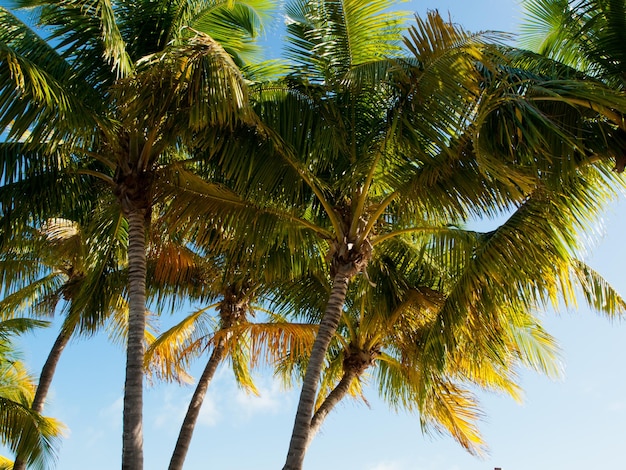 Bovenkant van de palm Stock Island, Florida.