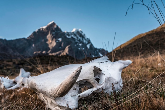 Bovine skeleton in the mountains