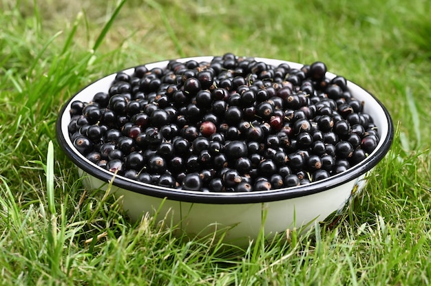 A bowl of black currants on the grass