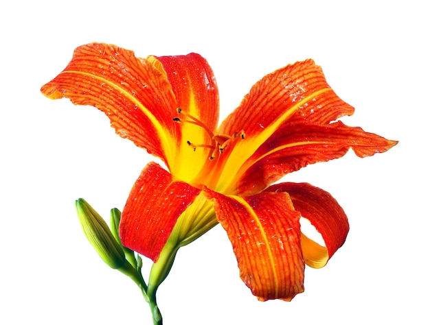 A bowl of flowers with a wooden bowl that says " flower ".