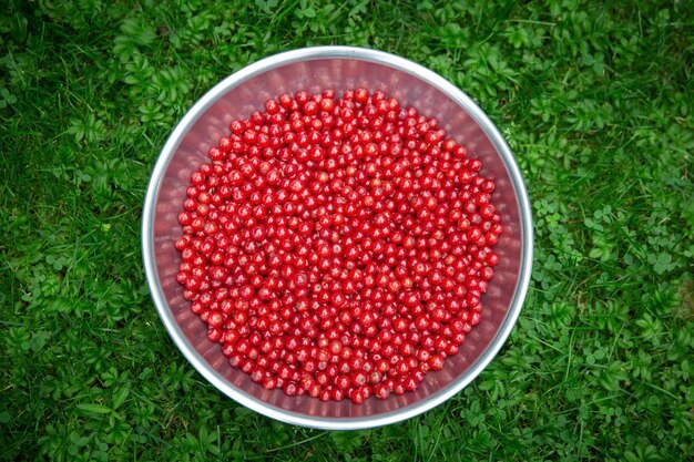 Bowl of red currants on the green grass background Top view