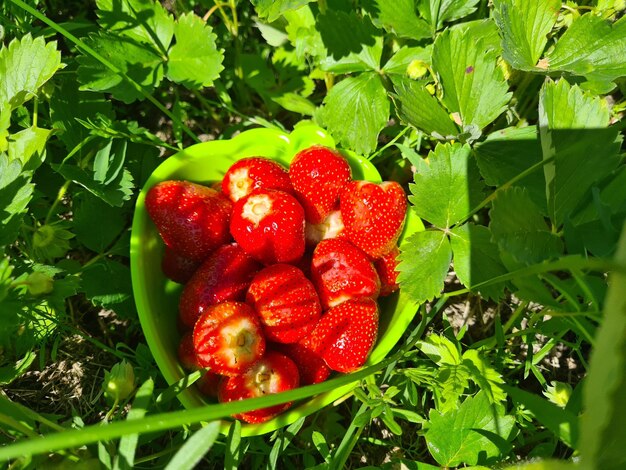 Bowl of strawberries on grass Fresh delicious sweet strawberry