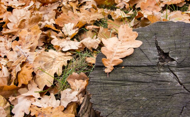 Bown leaves of oak on the ground