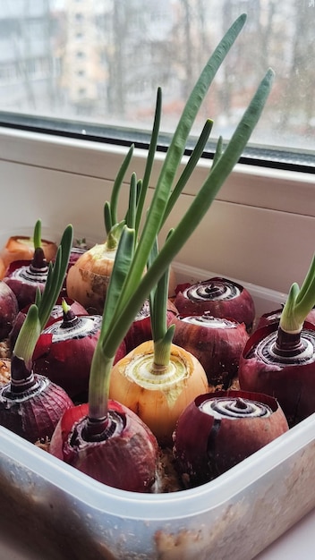 A box of beets with green onions in the middle