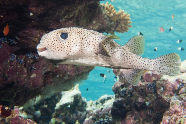 A box fish in the reef background