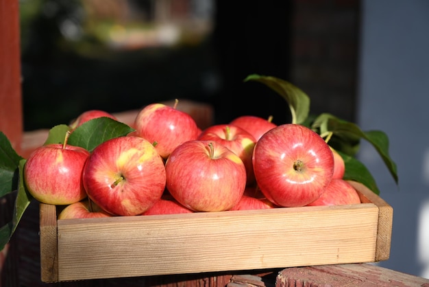 Box of fresh apples on a wooden table in a garden