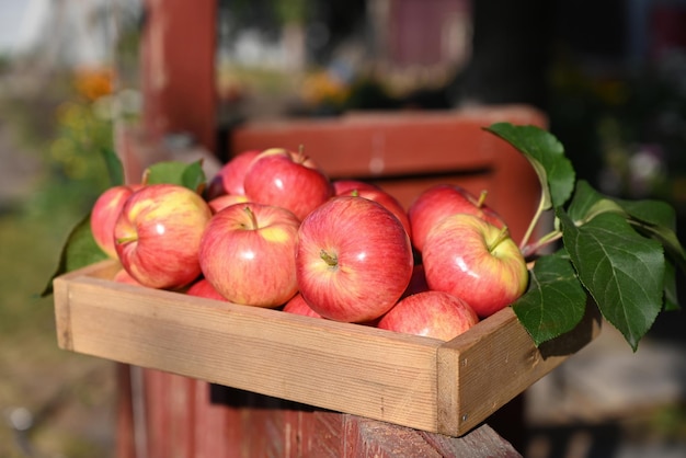 box of fresh apples on a wooden table in a garden