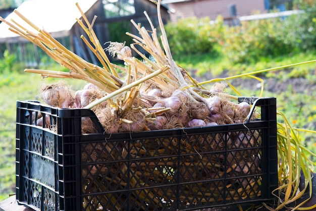 Scatola di aglio fresco da giardino, nuovo raccolto, cibo vegetariano