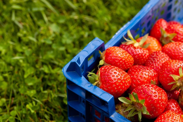 A box of freshly picked strawberries in the field