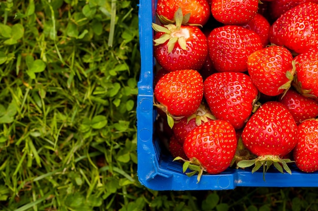 A box of freshly picked strawberries in the field