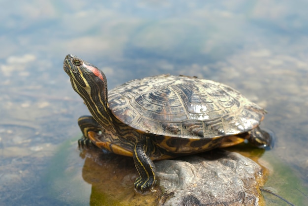 Box turtle