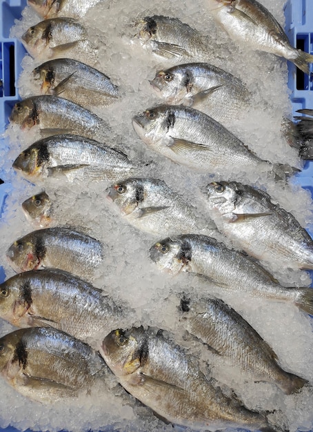 A box with ice containing a lot of sea bream fish count in the supermarket fresh fish gilthead fish