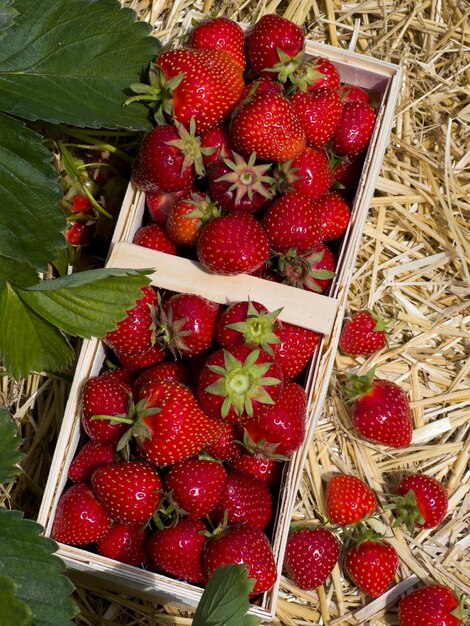 Box with ripe fresh strawberries in strawberry field fruit farm