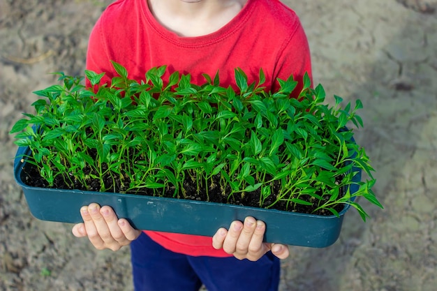 小さな男の子の手にコショウの苗が入った箱ペッパーの苗