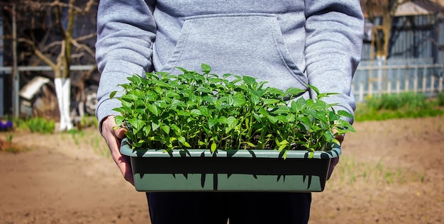 A box with seedlings of pepper in the hands of a man Pepper seedlings