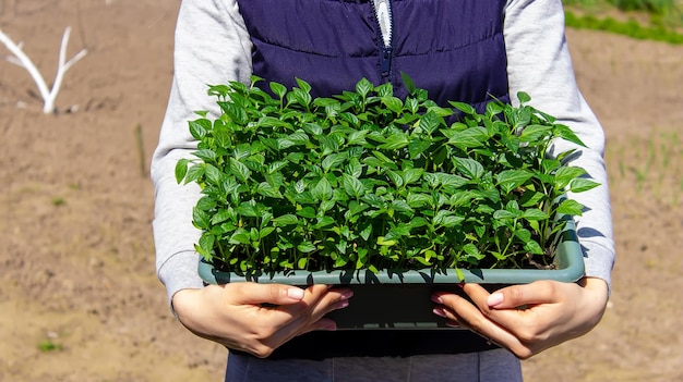 A box with seedlings of pepper in the hands of a woman Pepper seedlings