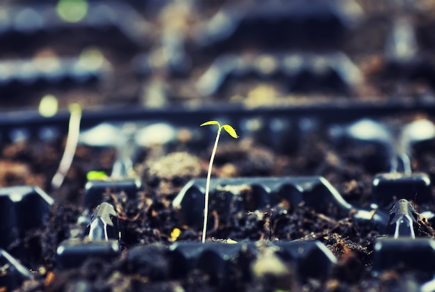 Box with small sprout from seeds