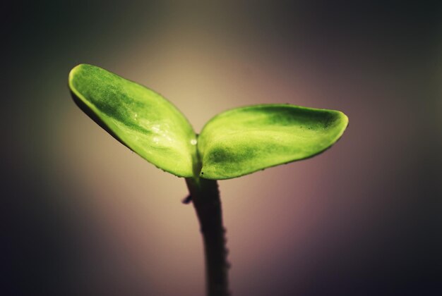 Box with small sprout from seeds