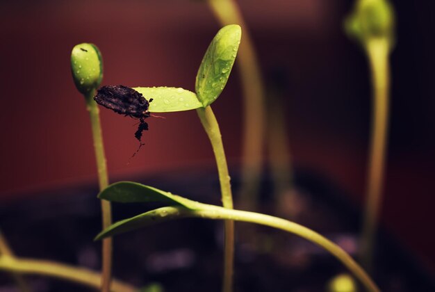 Box with small sprout from seeds