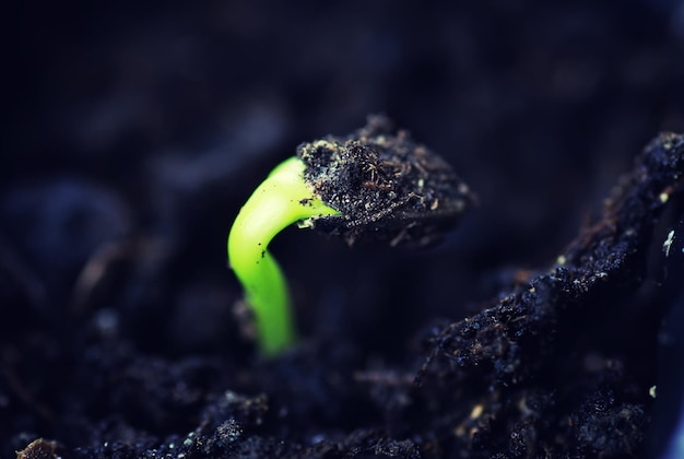 Box with small sprout from seeds