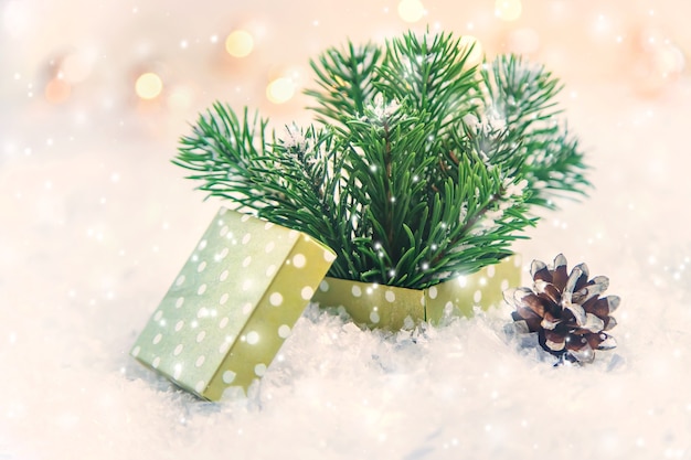 Box with tree branches and pine cone