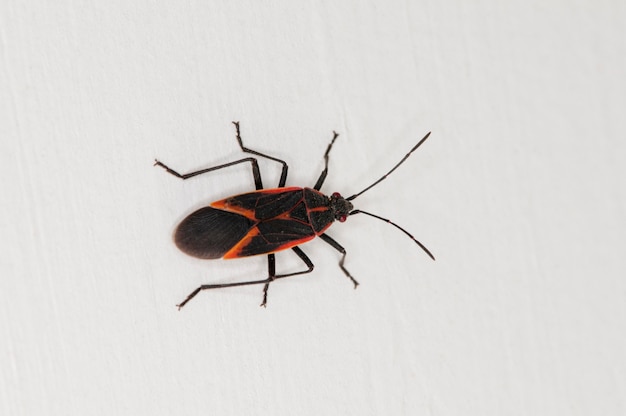 Boxelder bug, boisea trivittata aan de zijkant van een huis