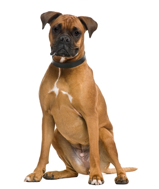 Boxer, 3 years old, in front of white wall