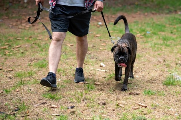 A boxer of dark color with undocked tail sticking out his\
tongue walks next to the owner on a leash