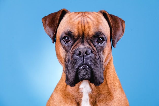 Boxer dog on blue wall