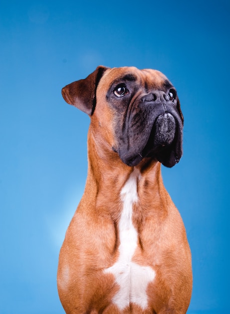 Boxer dog  on blue wall