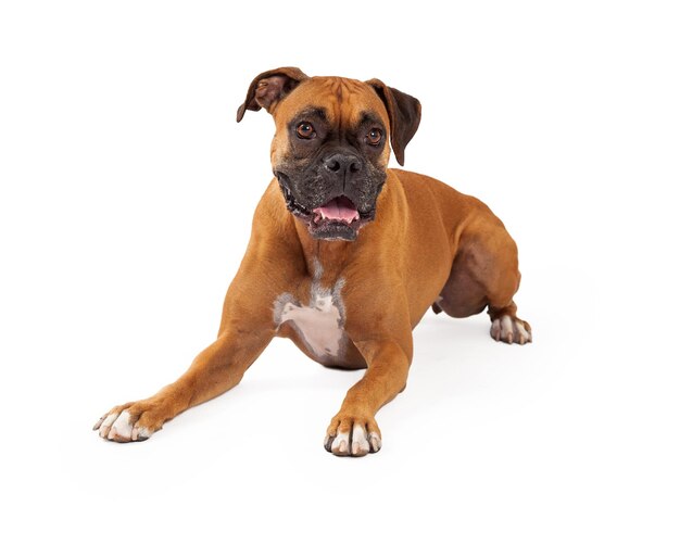 Boxer Dog Laying Happy Expression