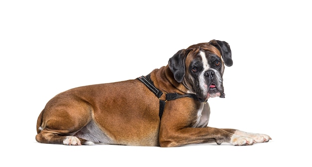 Boxer dog lying down isolated on white