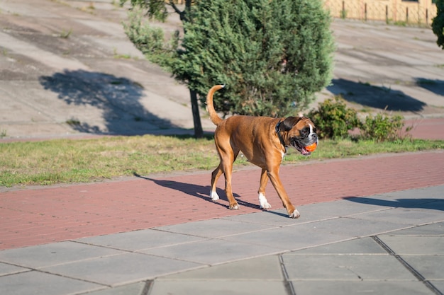 Boxer dog playing with ball on grey pavement on sunny summer door outdoors on urban landscape. Pets and friendship concept.