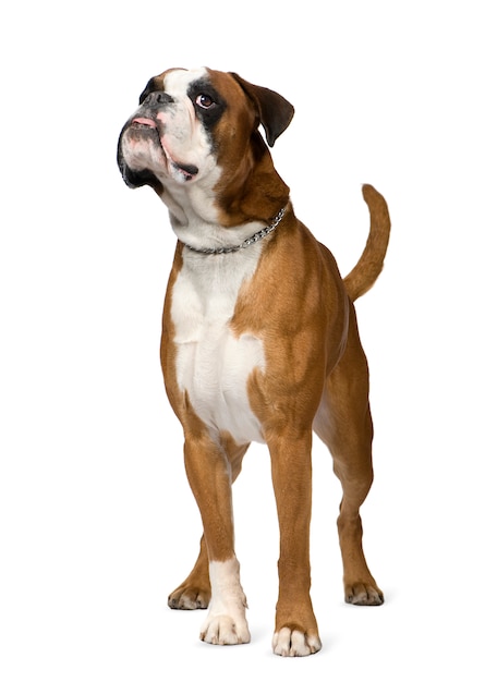 Boxer dog portrait isolated