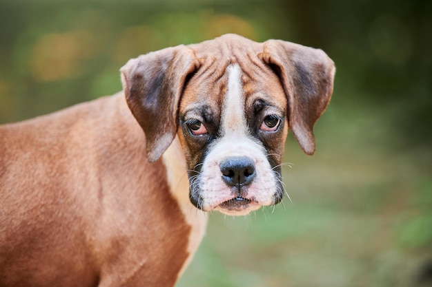 Fronte del cucciolo del cane del pugile vicino al parco all'aperto che cammina faccia del cane del pugile divertente del fondo dell'erba verde