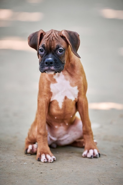 Портрет щенка боксера в полный рост на фоне пешеходной дорожки в открытом парке
