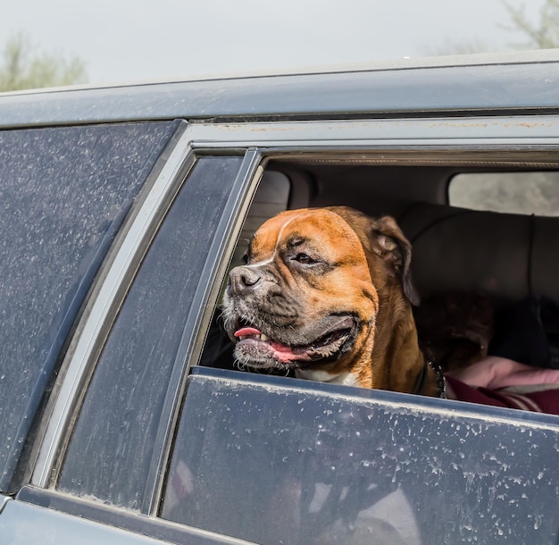 汚れたほこりっぽい車の窓にいるボクサー犬